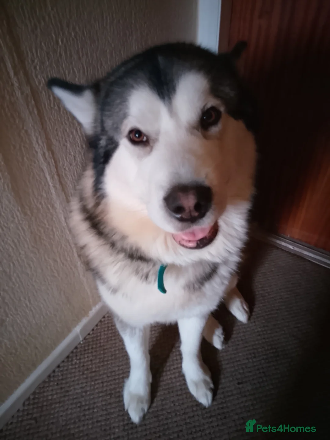 Alaskan Malamute dogs for stud: Tonka - Advert 1