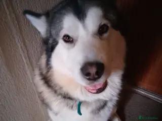 Alaskan Malamute dogs Tonka - Advert 10