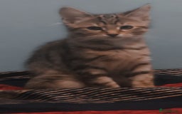 Domestic Shorthair cats for sale: Adorable Female Kitten Looking for a Home 🐾 - Image 5