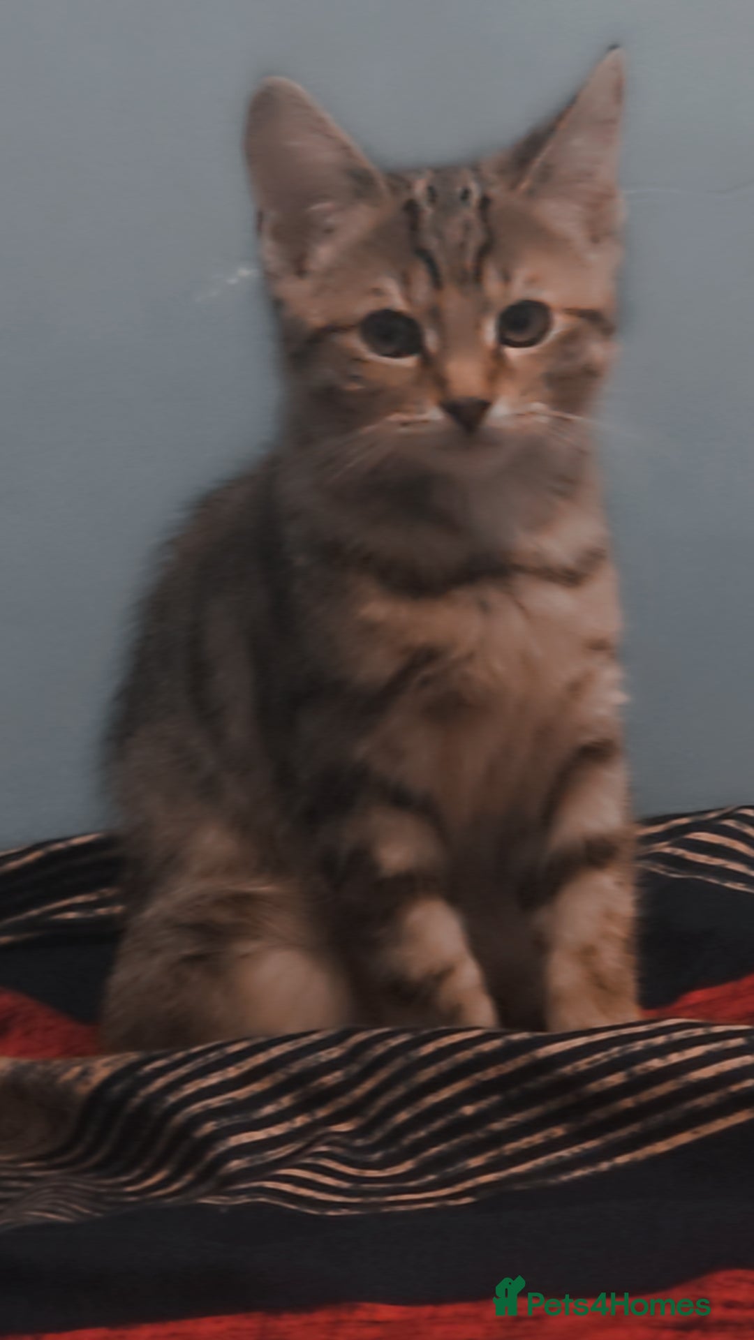 Domestic Shorthair cats for sale: Adorable Female Kitten Looking for a Home 🐾 - Image 5