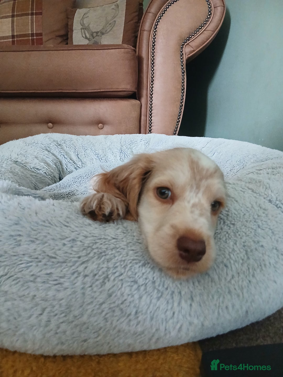 Cocker Spaniel dogs for sale: LAST BOY READY NOW KC Show Cocker Spanels  - Image 6