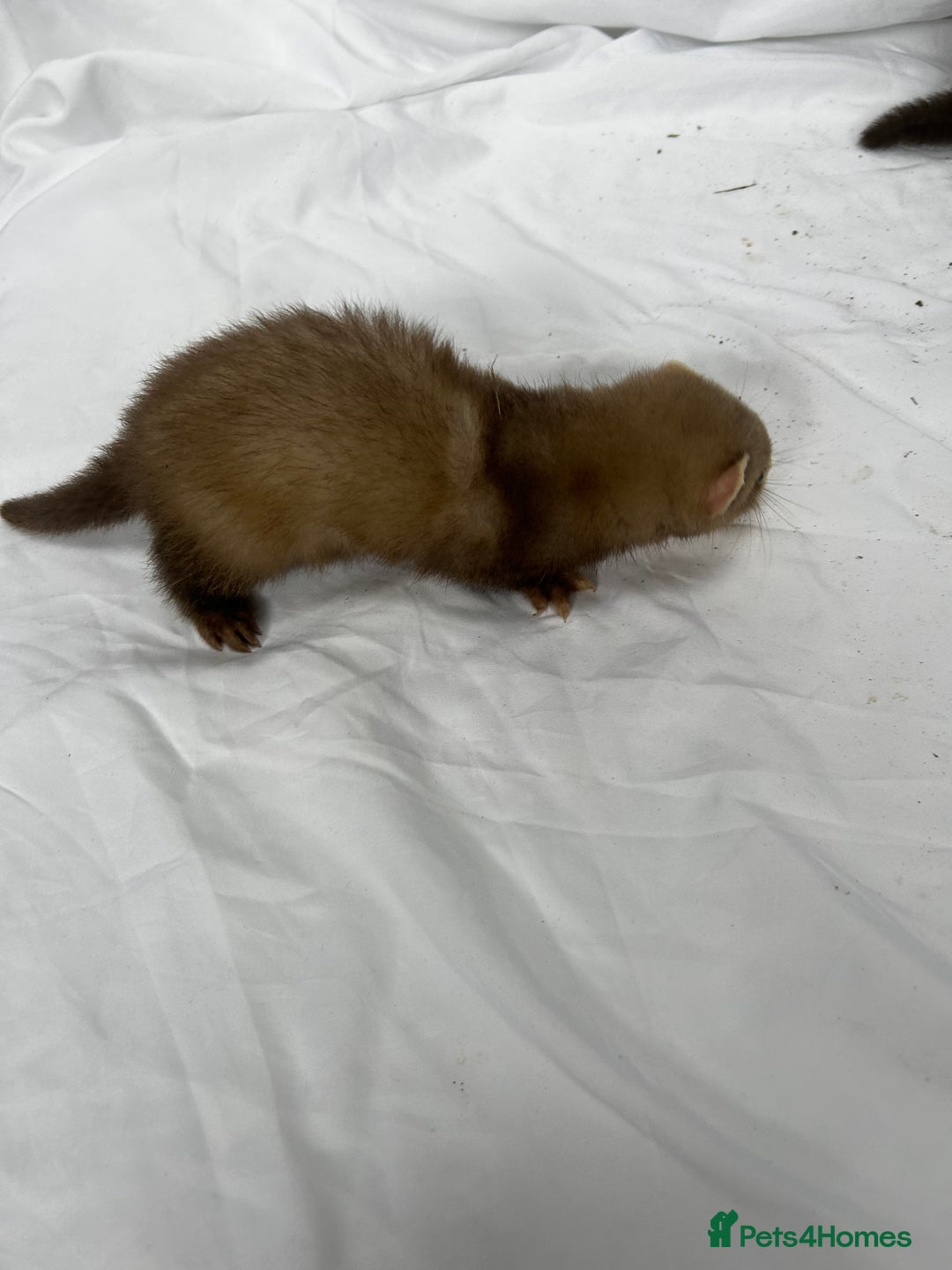 Ferret rodents for sale: Baby Ferrets - Image 22