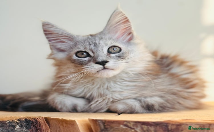 Maine Coon cats - Advert 8