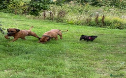 Rhodesian Ridgeback dogs for sale: Rocco and Roman  - Image 10