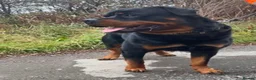 Rottweiler dogs for stud: Rottweiler stud boy  - Advert 2