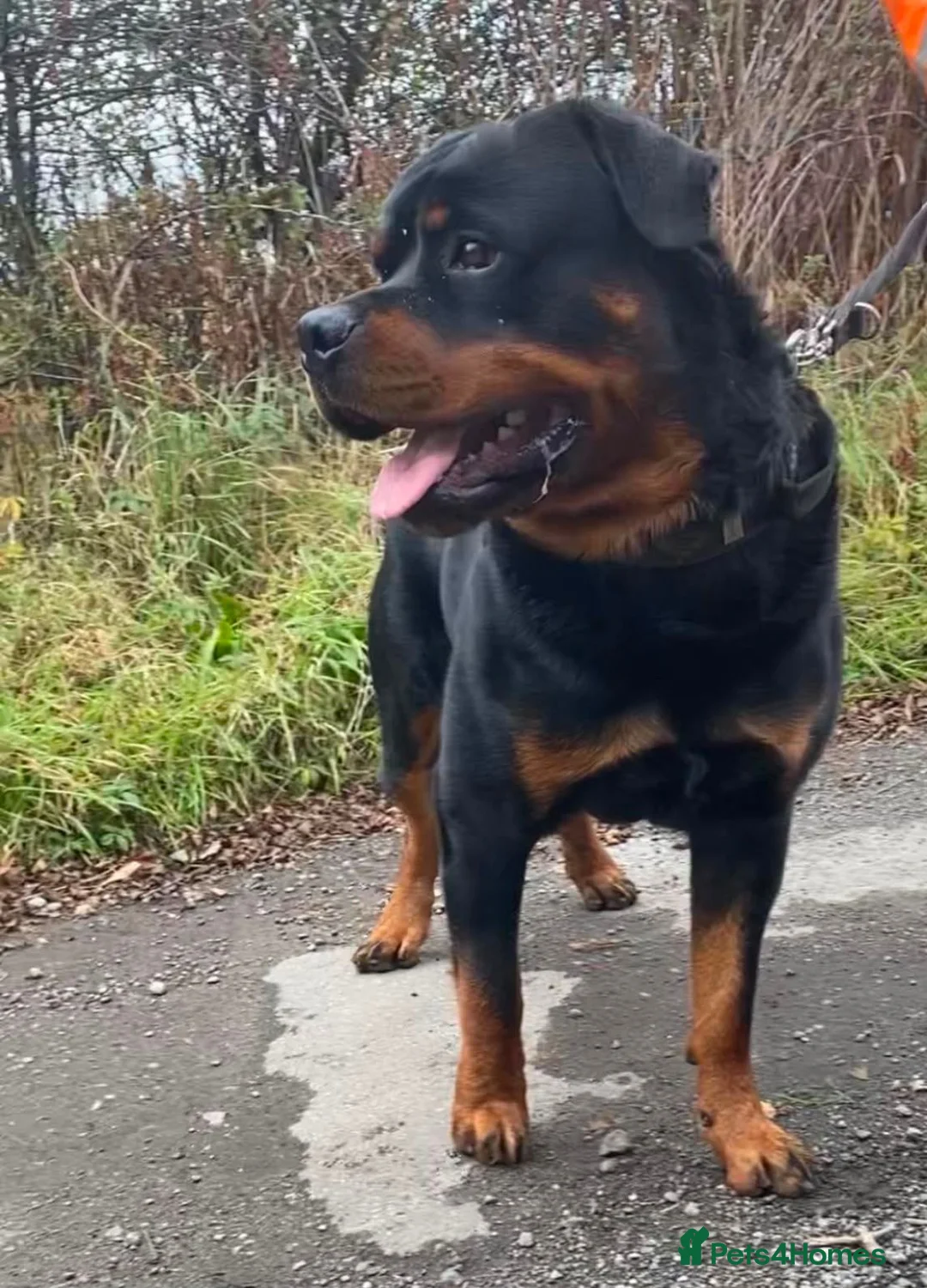 Rottweiler dogs for stud: Rottweiler stud boy  - Advert 2