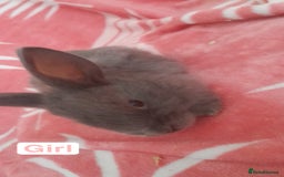 Mixed Breed rabbits for sale: Updated in 7 November bunnies - Advert 10