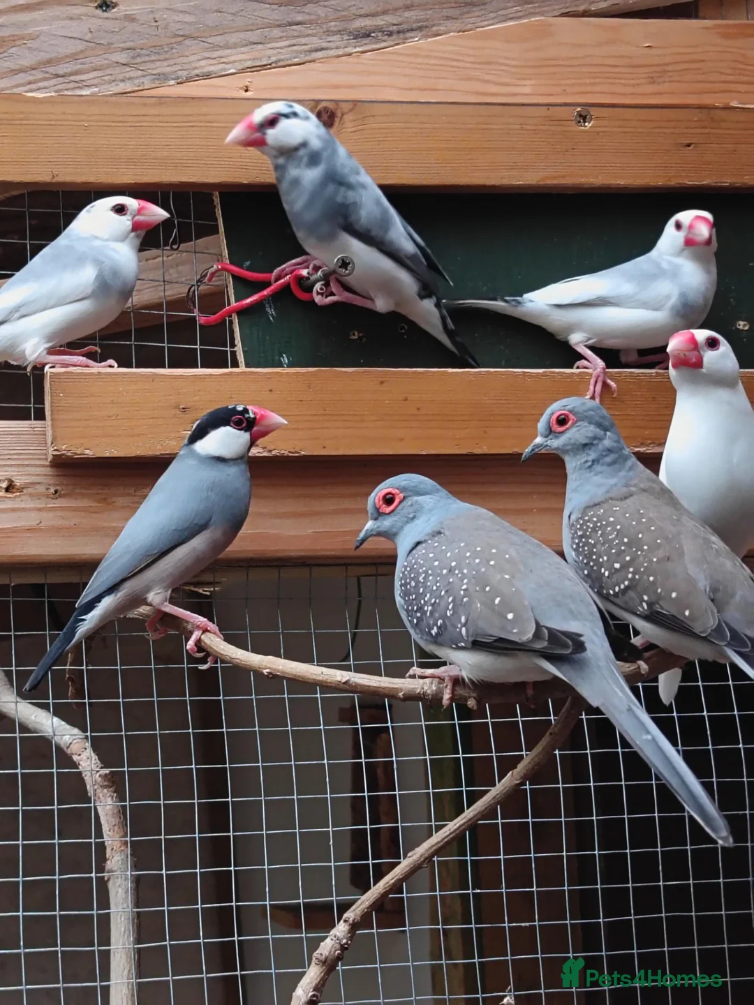 Mixed Breed birds for sale: Budgies.dimond doves.zebra Finches .canary jarva s in Downham Market - Advert 1