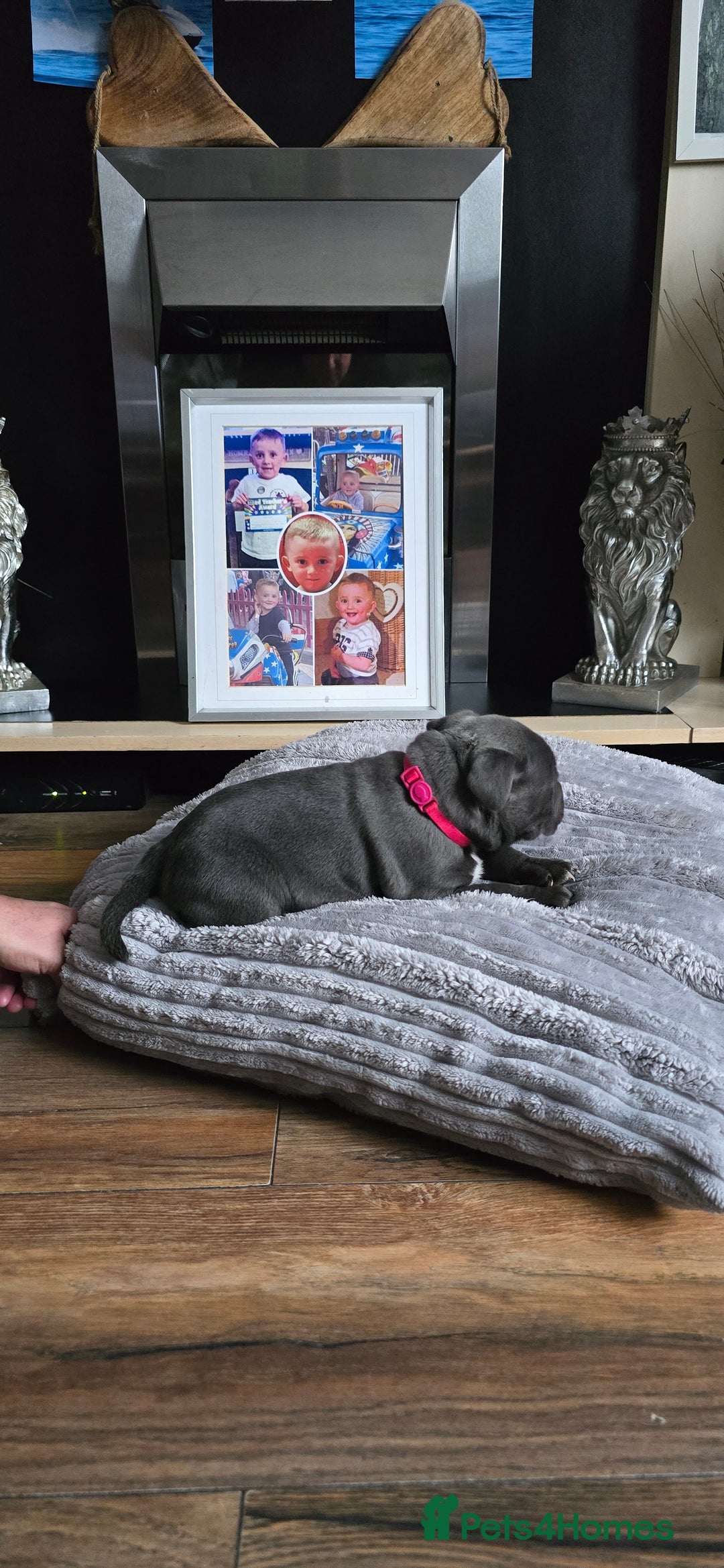 Staffordshire Bull Terrier dogs for sale: 4 beutiful blue staffies dad and mum kc  - Advert 4