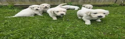 Golden Retriever dogs for sale: Golden Retriever Puppies  - Advert 22