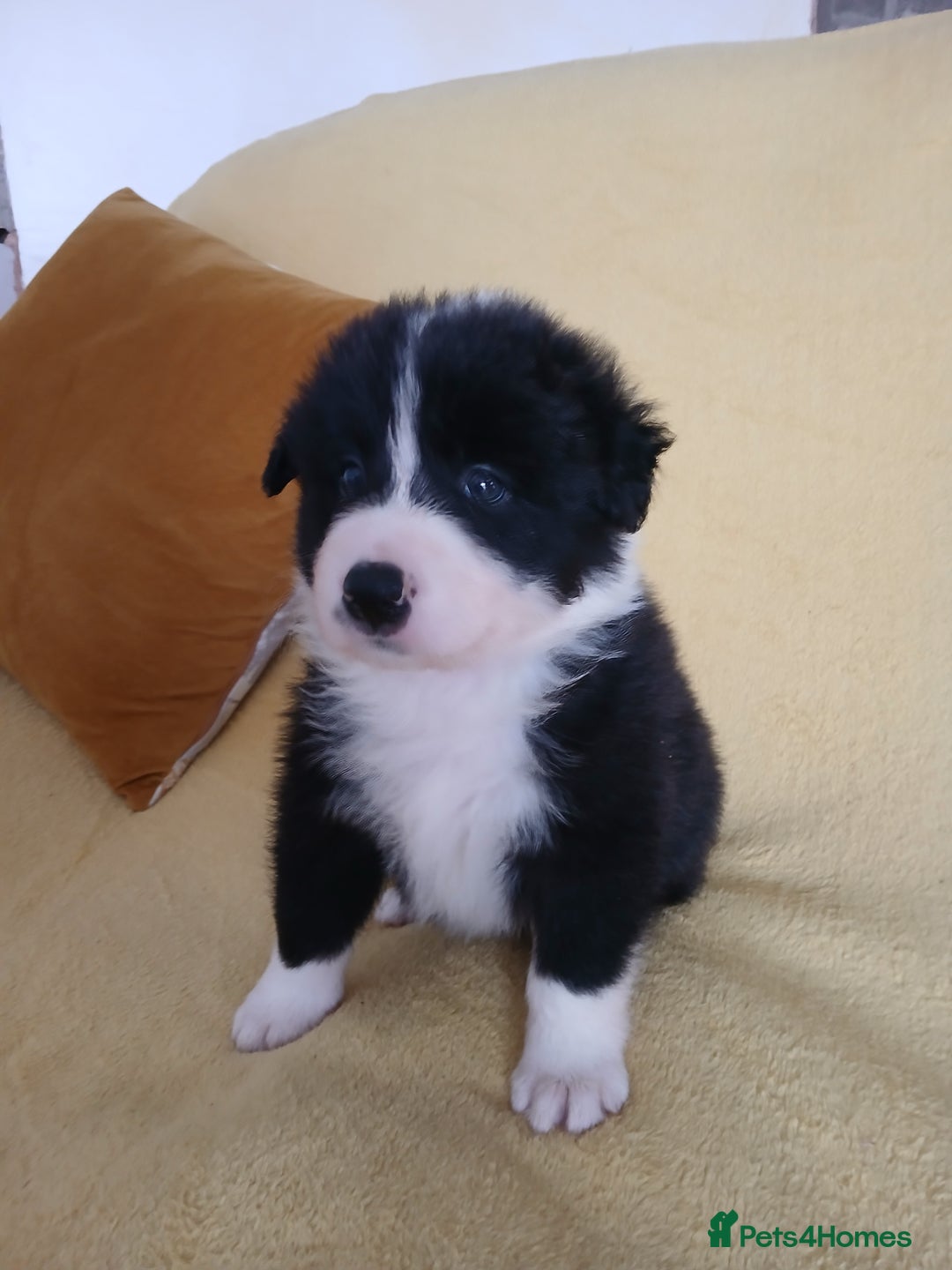 Border Collie dogs for sale: KC Registered Border Collie Puppies - Image 6