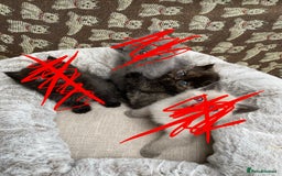 British Shorthair cats for sale: British Shorthair x Ragdoll kittens  - Image 2