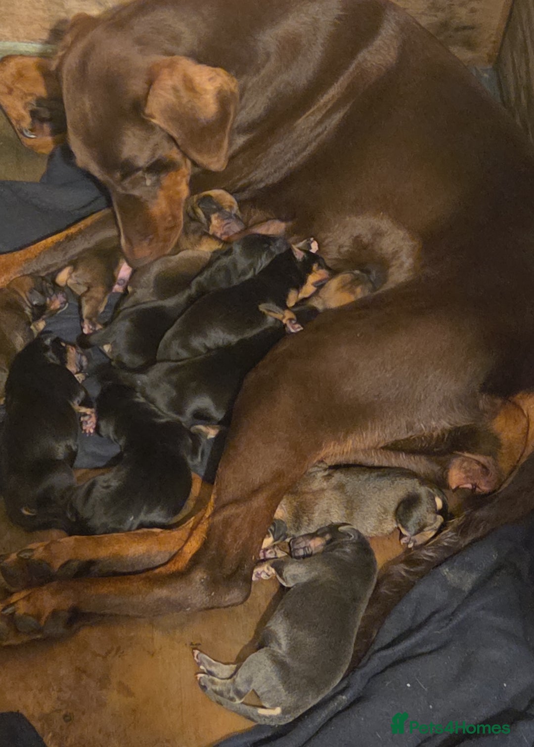 Mixed Breed dogs for sale: Dobermann cross puppies  - Image 17