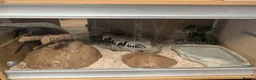 Corn Snake reptiles for sale: Friendly corn snake and enclosure  - Advert 5