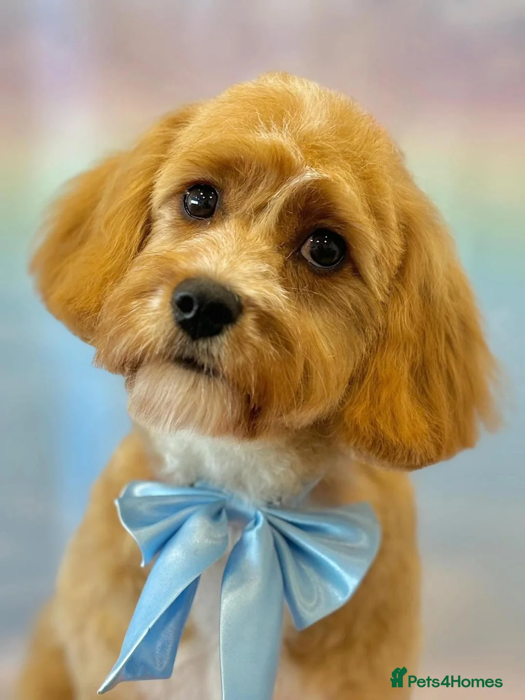 Cavapoo dogs for sale: Fully vaccinated vet checked cavapoo puppies - Advert 1