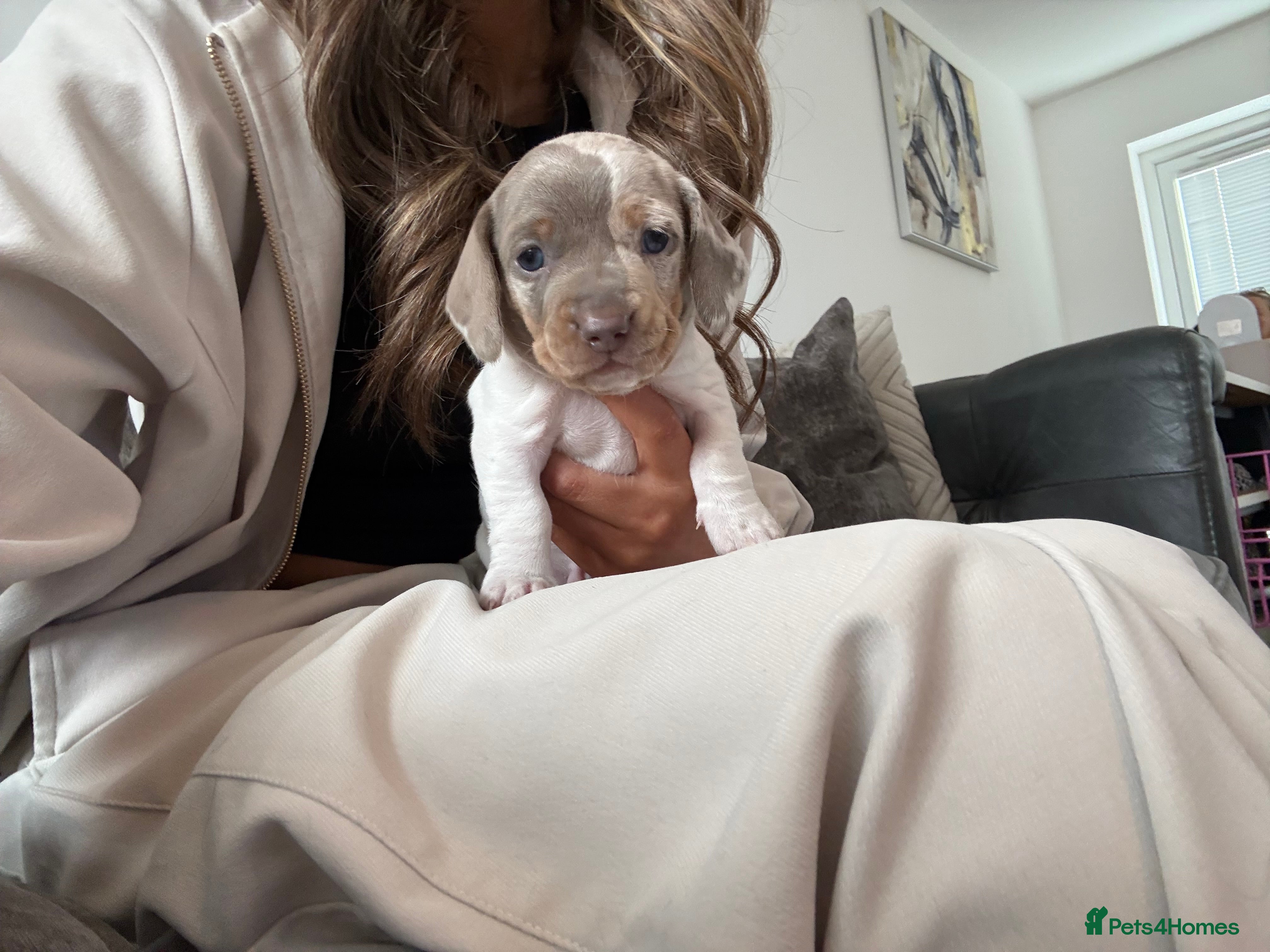 Dachshund dogs ✨🐾 Dachshund Puppies 🐾✨ - Advert 10