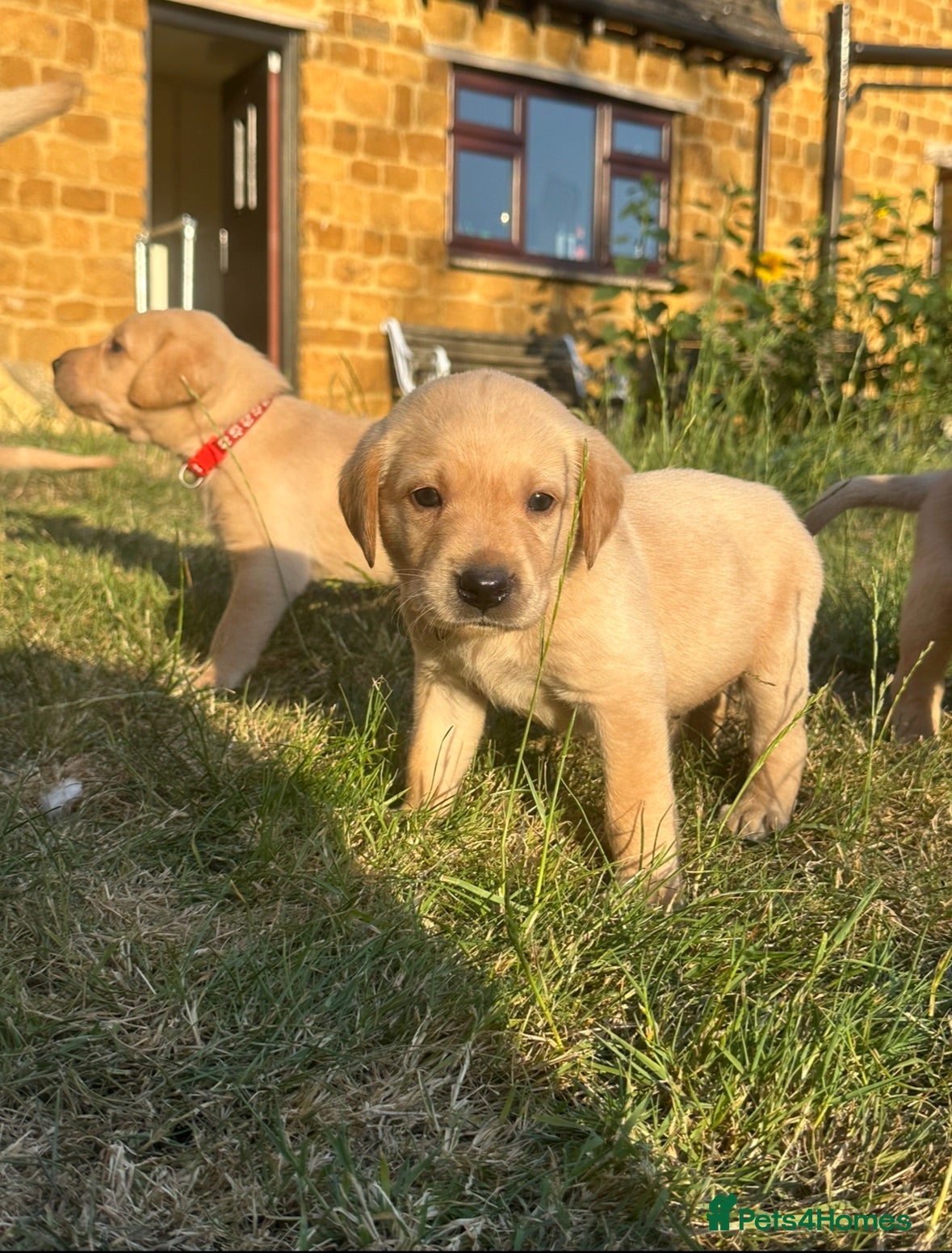 Labrador Retriever dogs KC registered, Yellow Labrador Retriever Puppies - Advert 2
