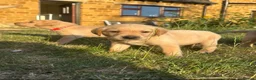Labrador Retriever dogs for sale: KC registered, Yellow Labrador Retriever Puppies in Warwick - Advert 2