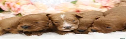 Cavapoo dogs for sale: *HEALTH TESTED* CAVAPOOS - Advert 15