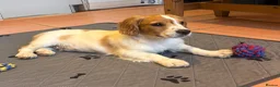 Cockalier dogs for sale: Gorgeous Covkalier puppies! - Advert 17