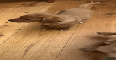 Labrador Retriever dogs - Advert 2