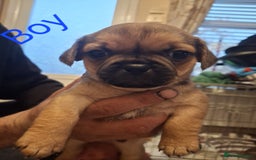 Jug dogs for sale: Jug puppies - Image 4