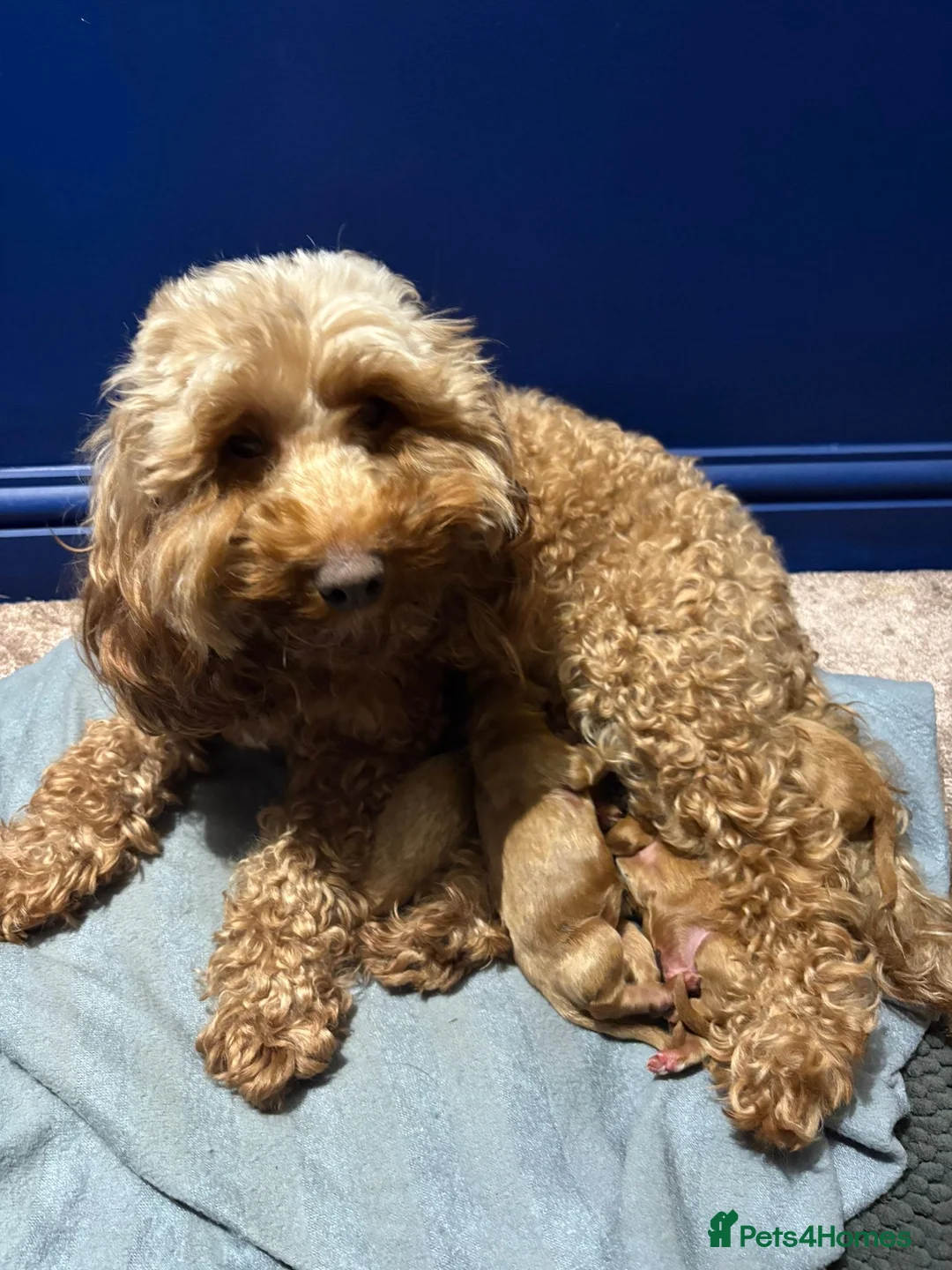 Cockapoo dogs for sale: Red F2b Cockerpoo  - Advert 9