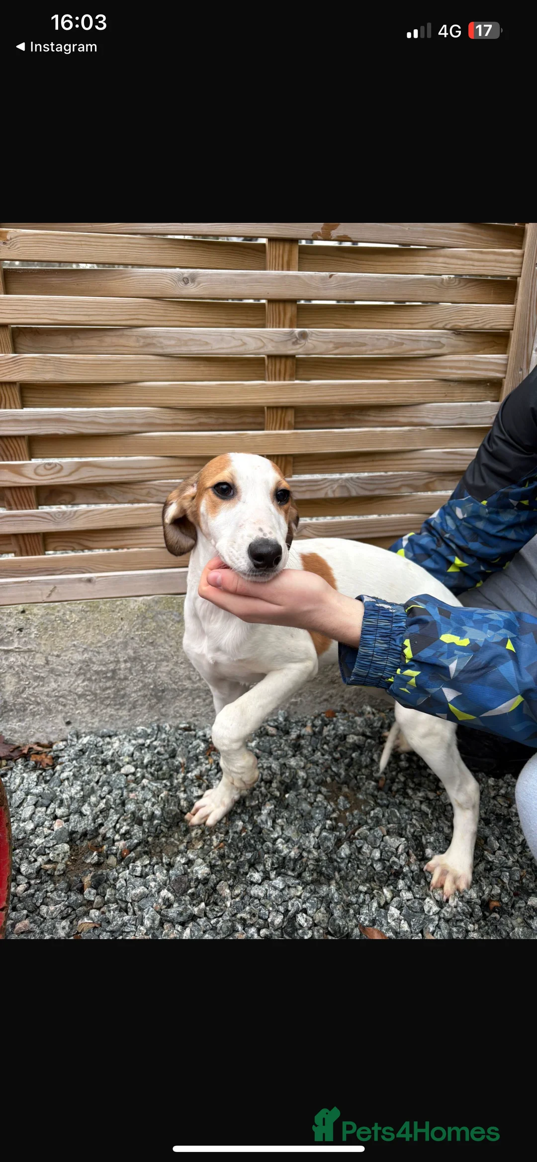 Mixed Breed dogs for sale: Saluki puppies  - Advert 4