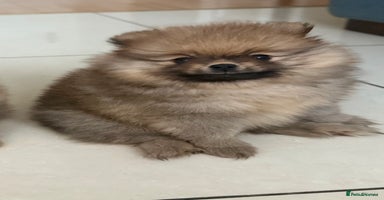 Pomeranian dogs - Advert 2