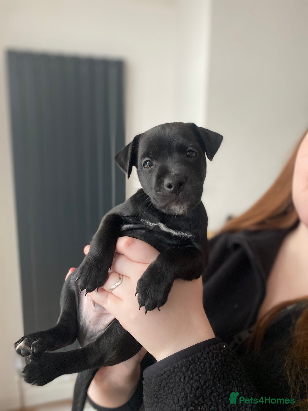 Mixed Breed dogs for sale: Plummer x Patterdale puppies  - Advert 10