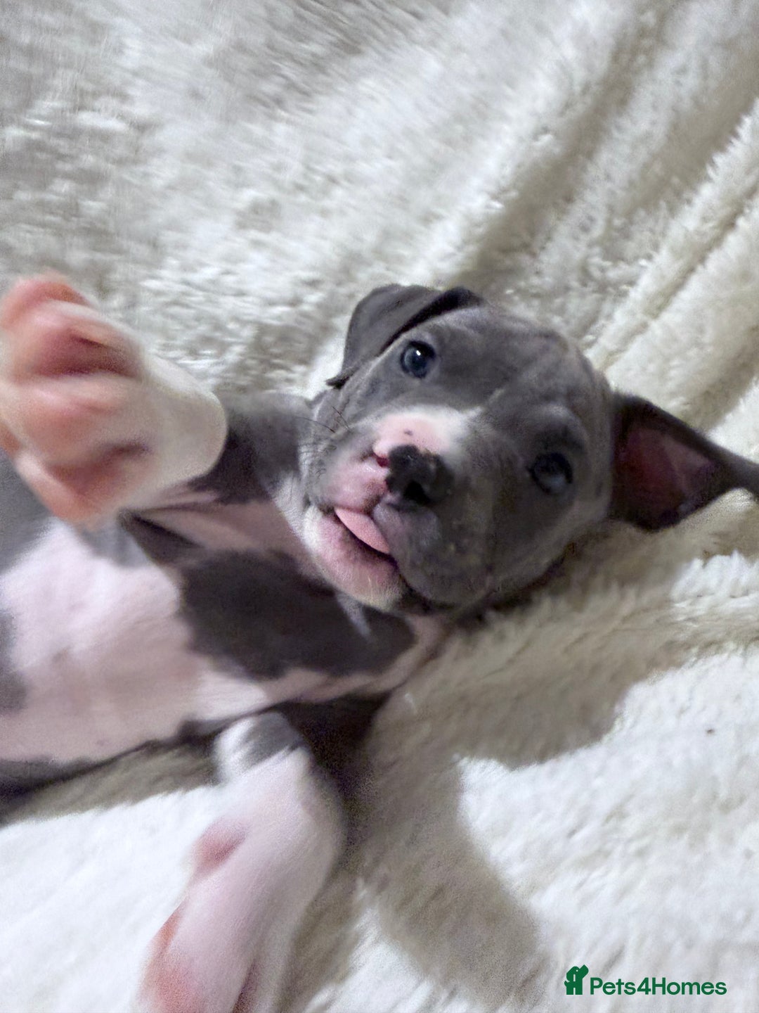 American Bully dogs for sale: Abkc Pocket Bully X Abkc classic Bully puppies - Image 34