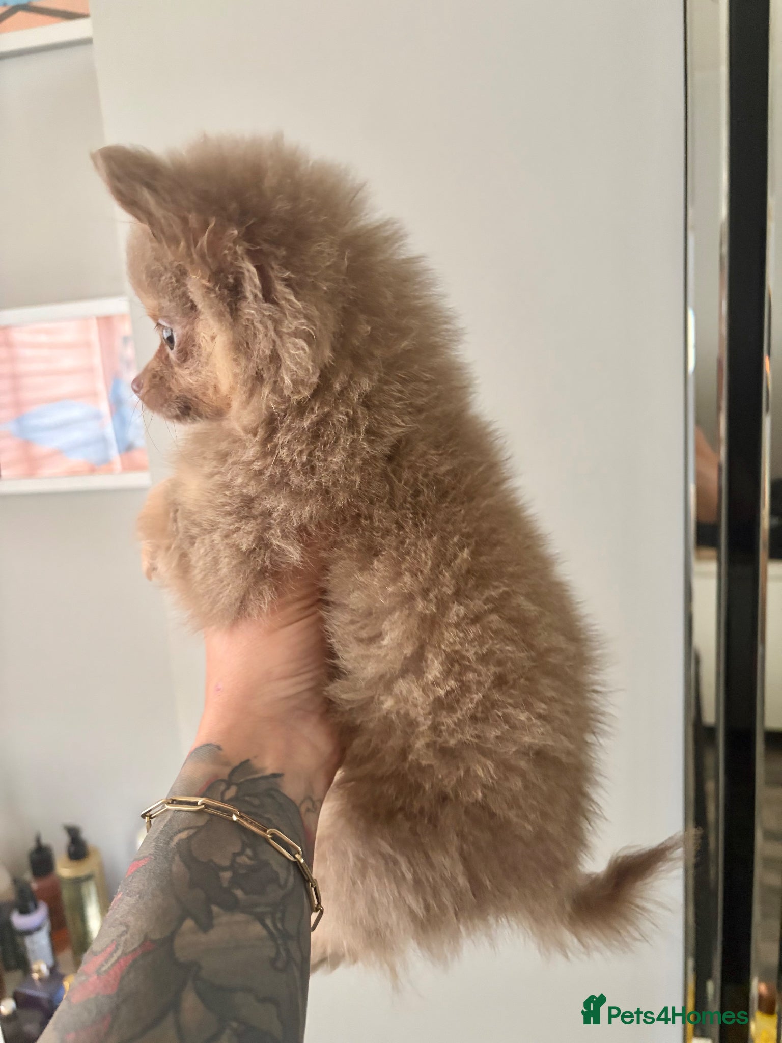 Pomeranian dogs for sale: Amazing lilac and tan micro  girl  - Advert 8