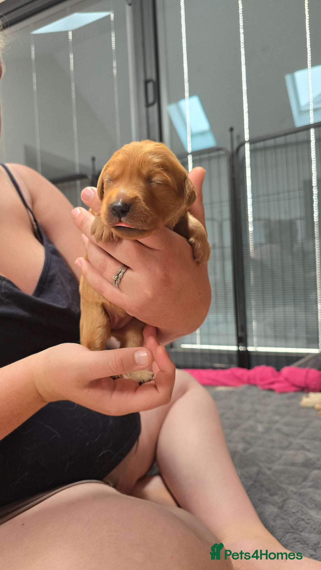 Golden Retriever dogs for sale: 9 Golden Retriever Pups, AKA fluffy bundles of joy - Image 19