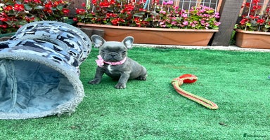 French Bulldog dogs - Advert 3