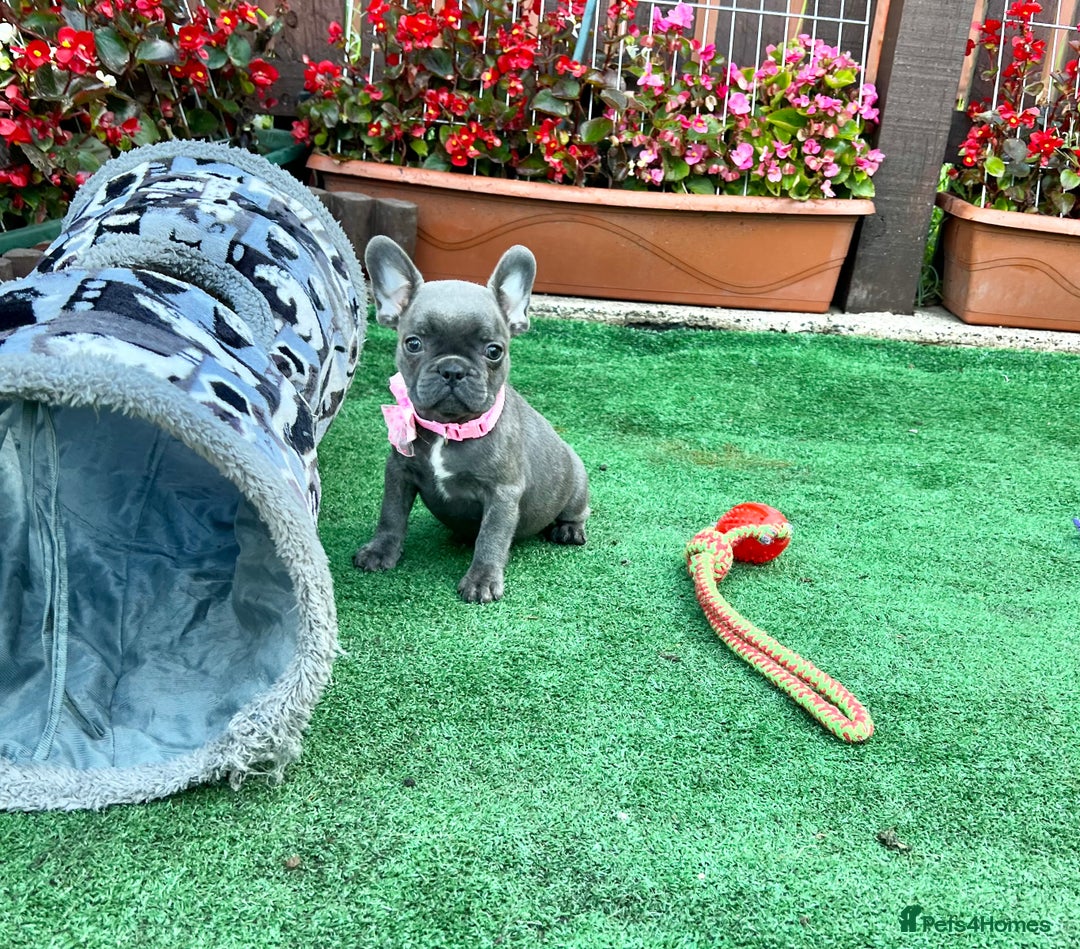 French Bulldog dogs for sale: Adorable Puppies Looking for a New Home! - Image 4