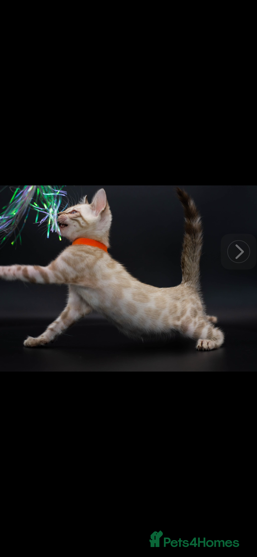 Bengal cats for sale: 🩶 BENGAL 🔥 KITTENS 🤍 TICA REGISTERED  - Advert 12