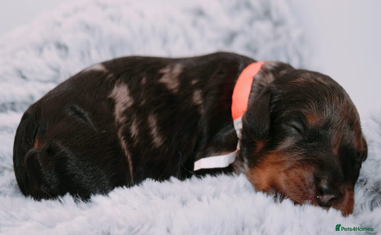 Cavapoo dogs - Advert 1