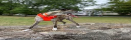 Whippet dogs for sale: Fly needs a new family  in Oldham - Advert 4