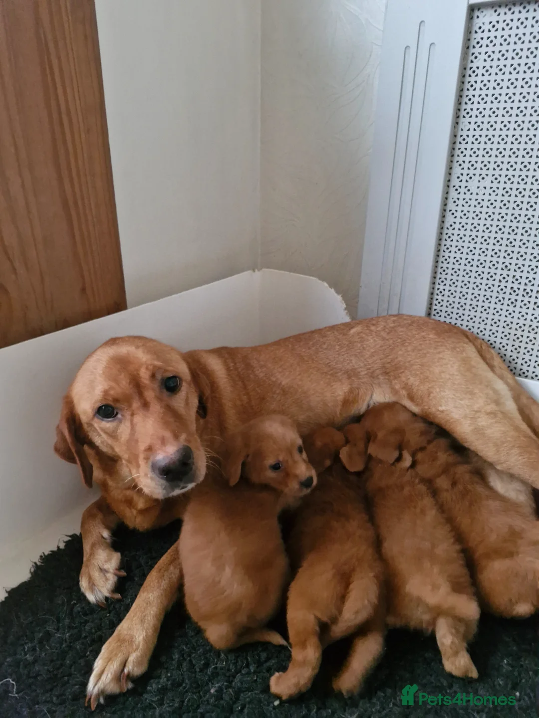 Labradoodle dogs for sale: Miniature Labradoodles   - Advert 1