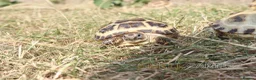 Tortoise reptiles for sale: Horsfield Hatchlings & Set Ups!! - Advert 11