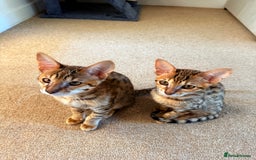 Savannah cats for sale: TICA Reg F3 Savannah Female Kitten ONE LEFT - Image 9