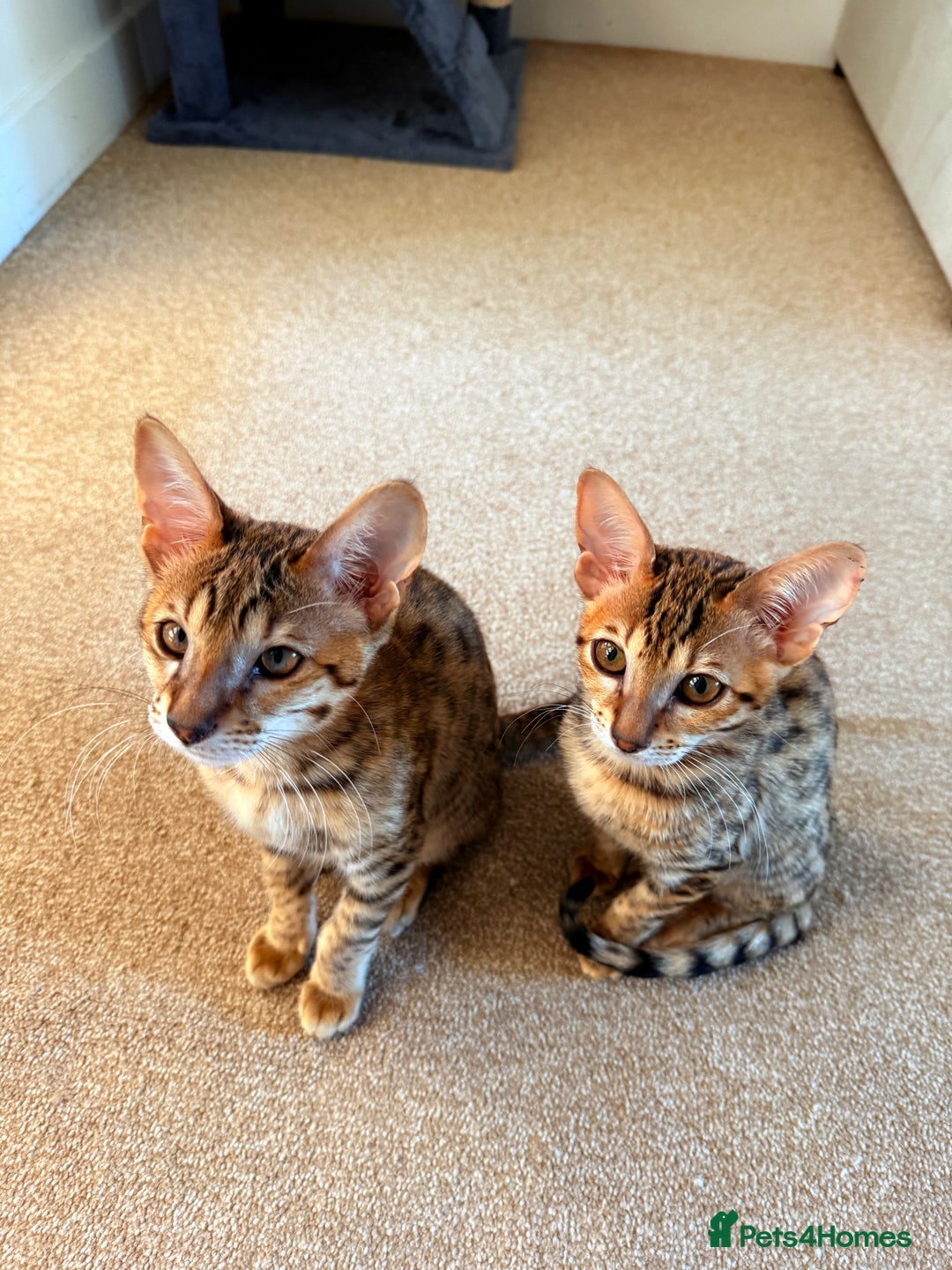 Savannah cats for sale: TICA Reg F3 Savannah Female Kitten ONE LEFT - Image 9