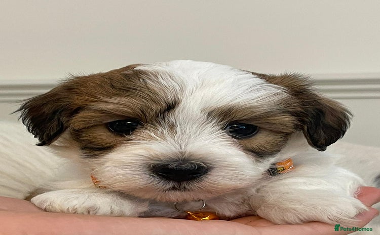 Coton De Tulear dogs - Advert 3