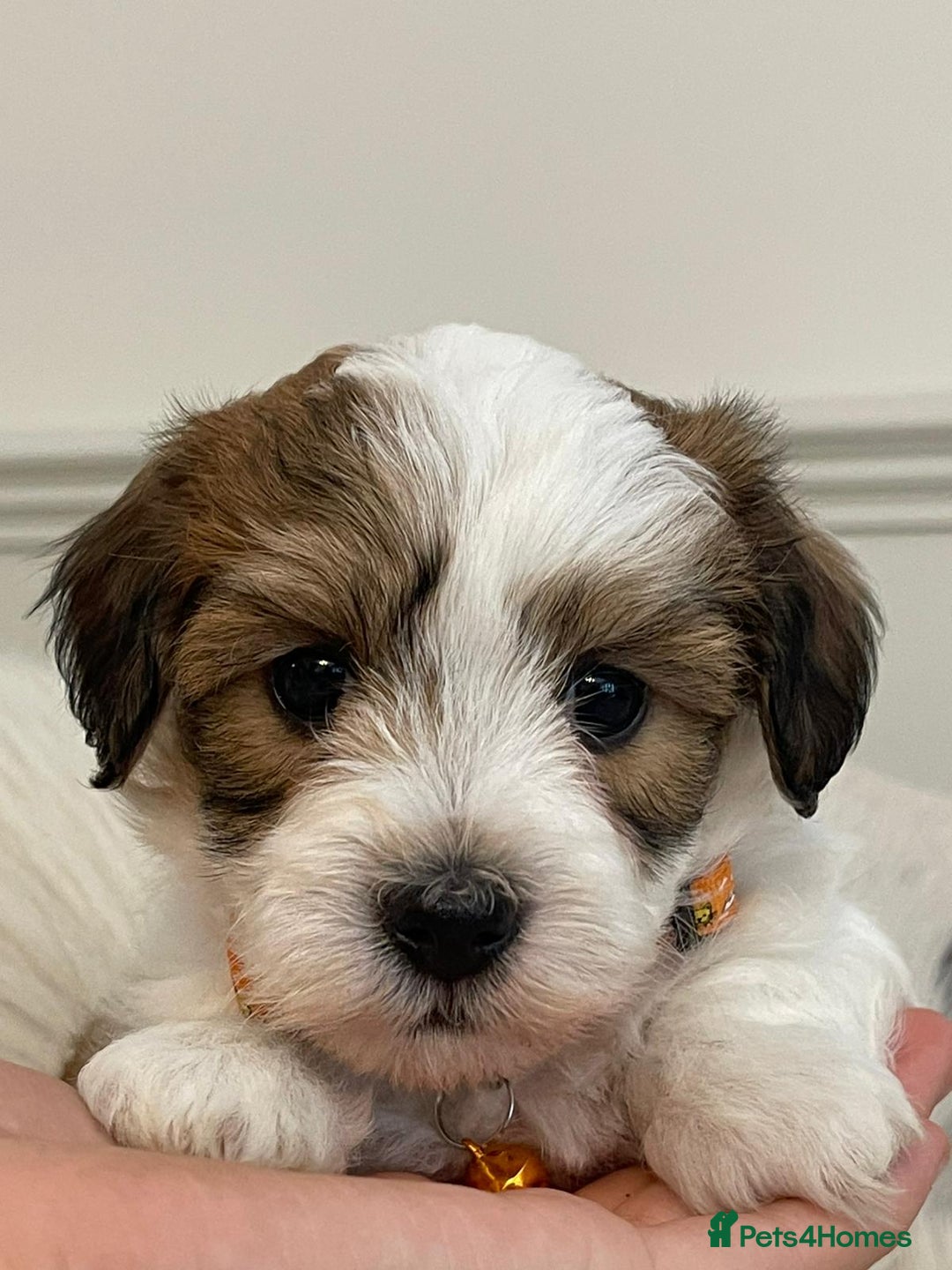 Coton De Tulear dogs for sale: Adorable Havaton puppies  - Image 1