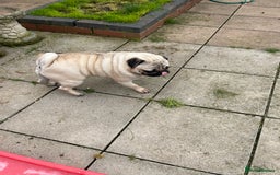Pug dogs for sale: Pug dog for sale - Image 8
