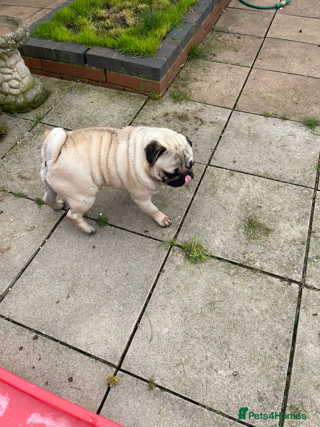 Pug dogs for sale: Pug dog for sale - Image 8