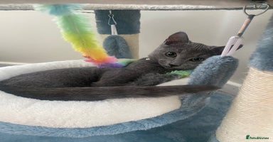 Russian Blue cats One Pure Pedigree Russian Blue Male - Advert 1