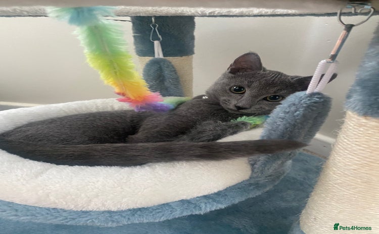 Russian Blue cats One Pure Pedigree Russian Blue Male - Advert 5