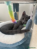 Russian Blue cats One Pure Pedigree Russian Blue Male - Advert 1