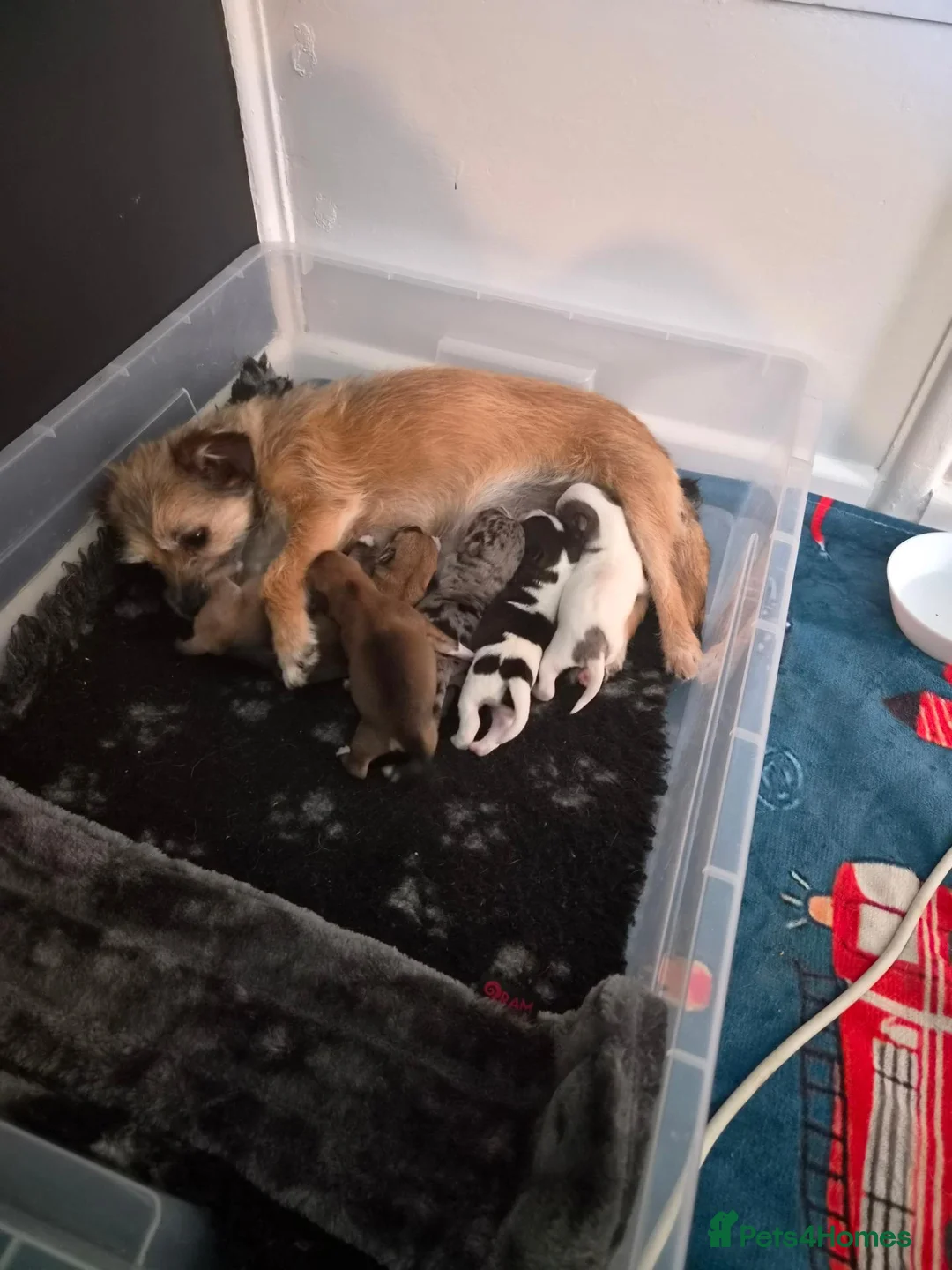 Jack Russell dogs for sale: Last little girl - Advert 1